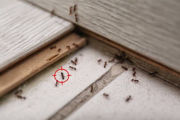 Best Ant Control Services  in Village Of The Branch, NY
