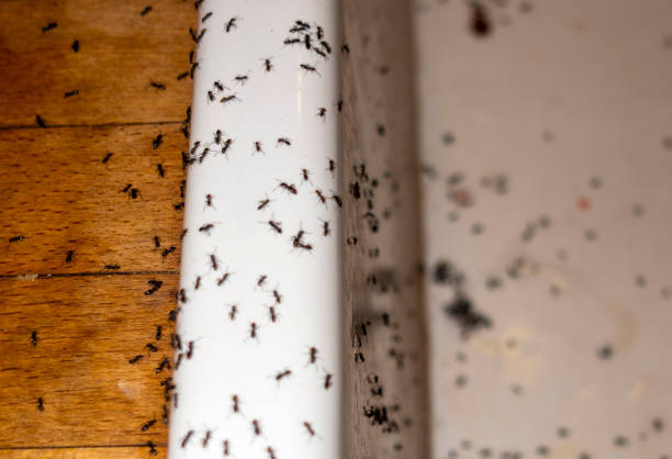 Best Termite Control Services  in Village Of The Branch, NY