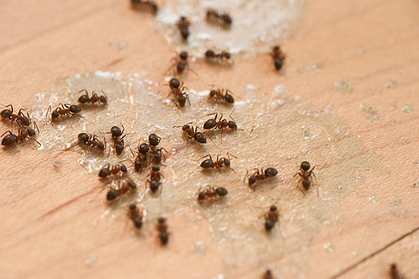 Best Emergency Pest Control  in Village Of The Branch, NY