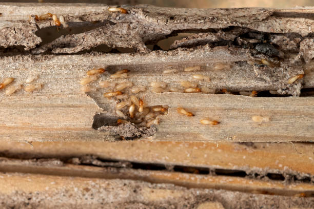 Best Residential Pest Control  in Village Of The Branch, NY